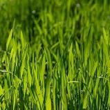  Barley Grass