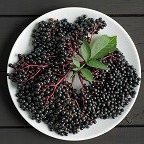  Elderberry Extract