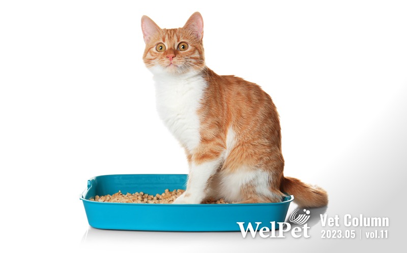  wel-pet Managing Feline Kidney Disease: Veterinar