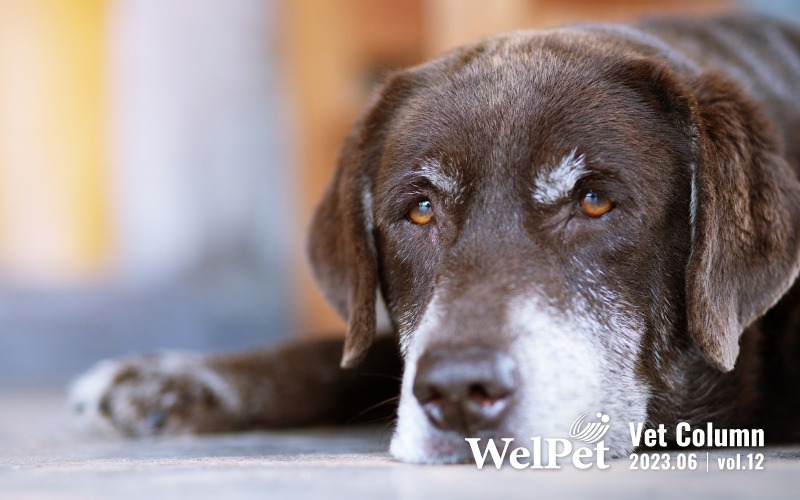 wel-pet  Age with Grace: The Definitive Guide to E