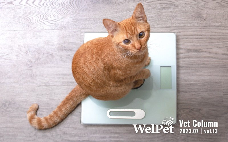 wel-pet How to Address Weight Gain in Dogs and Cat