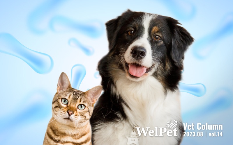  wel-pet A Concise Guide to Probiotics for Dogs an
