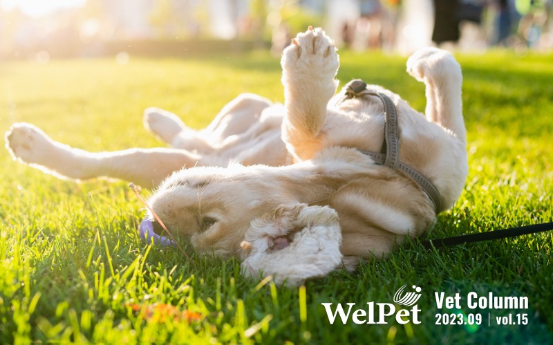  welpet Summer Pet Skin Care: Battling Bacteria, F