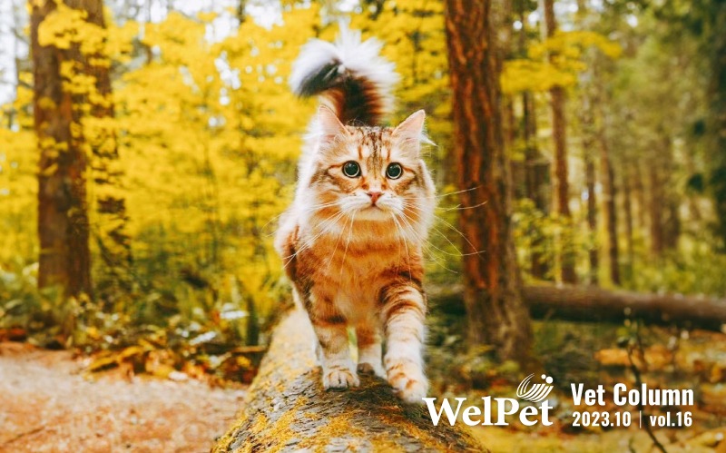 welpet Seasonal Pet Care Insights: Boosting Cats a