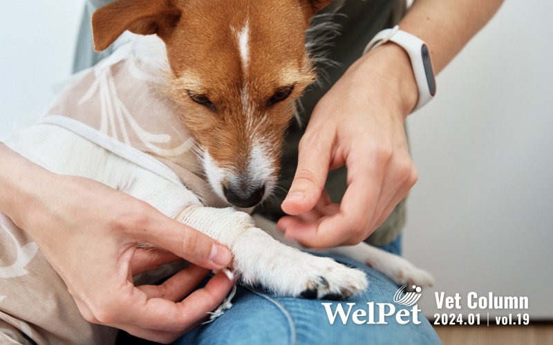  Welpet Combat Canine Joint Discomfort in Harsh Wi