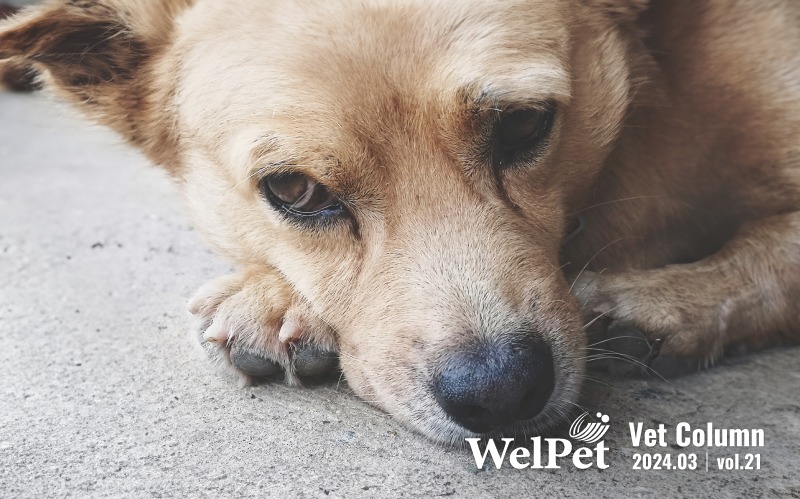  Welpet:Tackling Pet Tear Stains: Identifying Caus