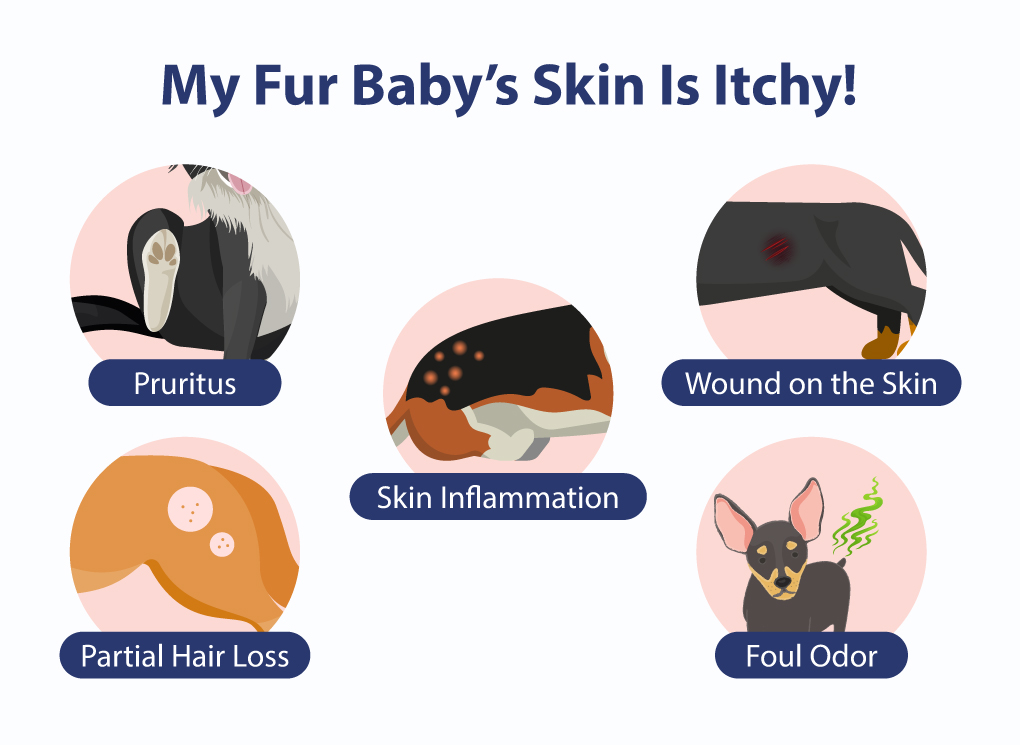 My Fur Baby's Skin Is Itchy!