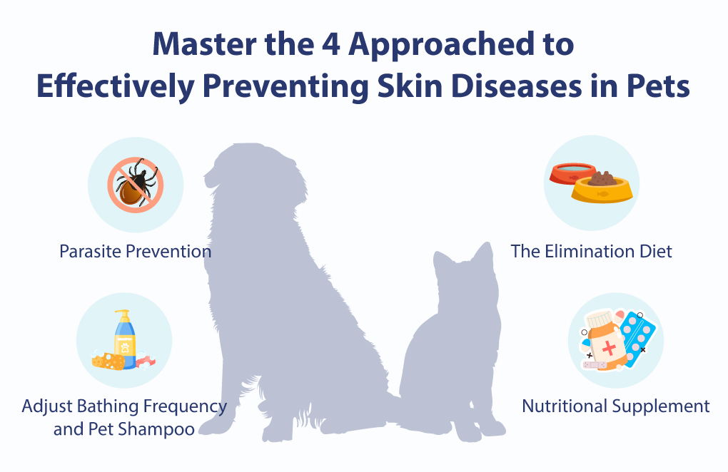 Master the 4 Approached to Effectively Preventing Skin Diseases in Pets