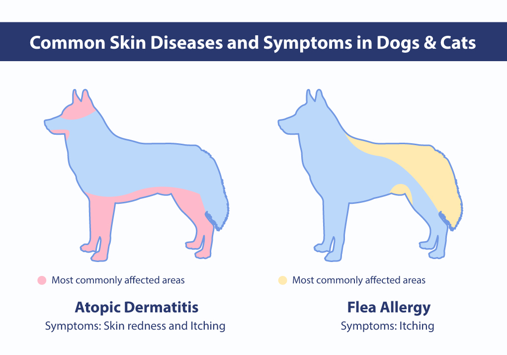 Commom Skin Diseases and Symptoms in Dogs & Cats