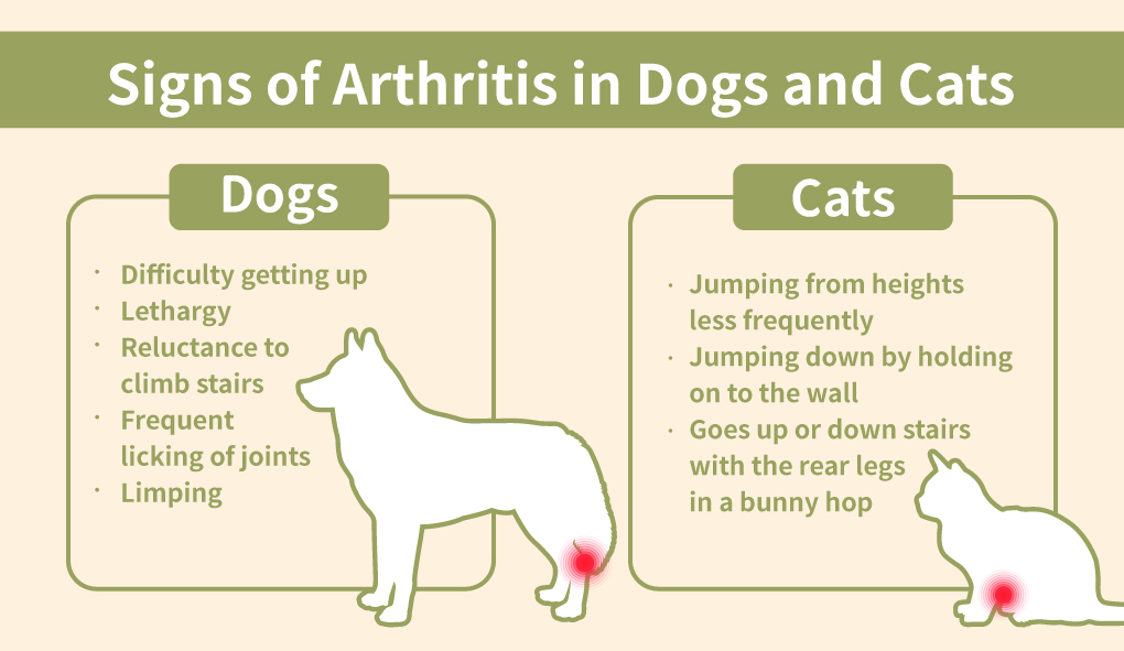 Signs of Arthritis in Dogs and Cats