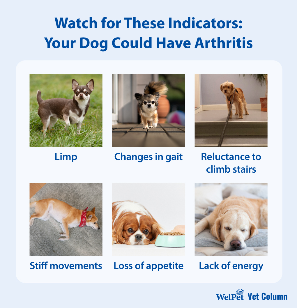 Watch for These Indicators: Your Dog Could Have Arthritis