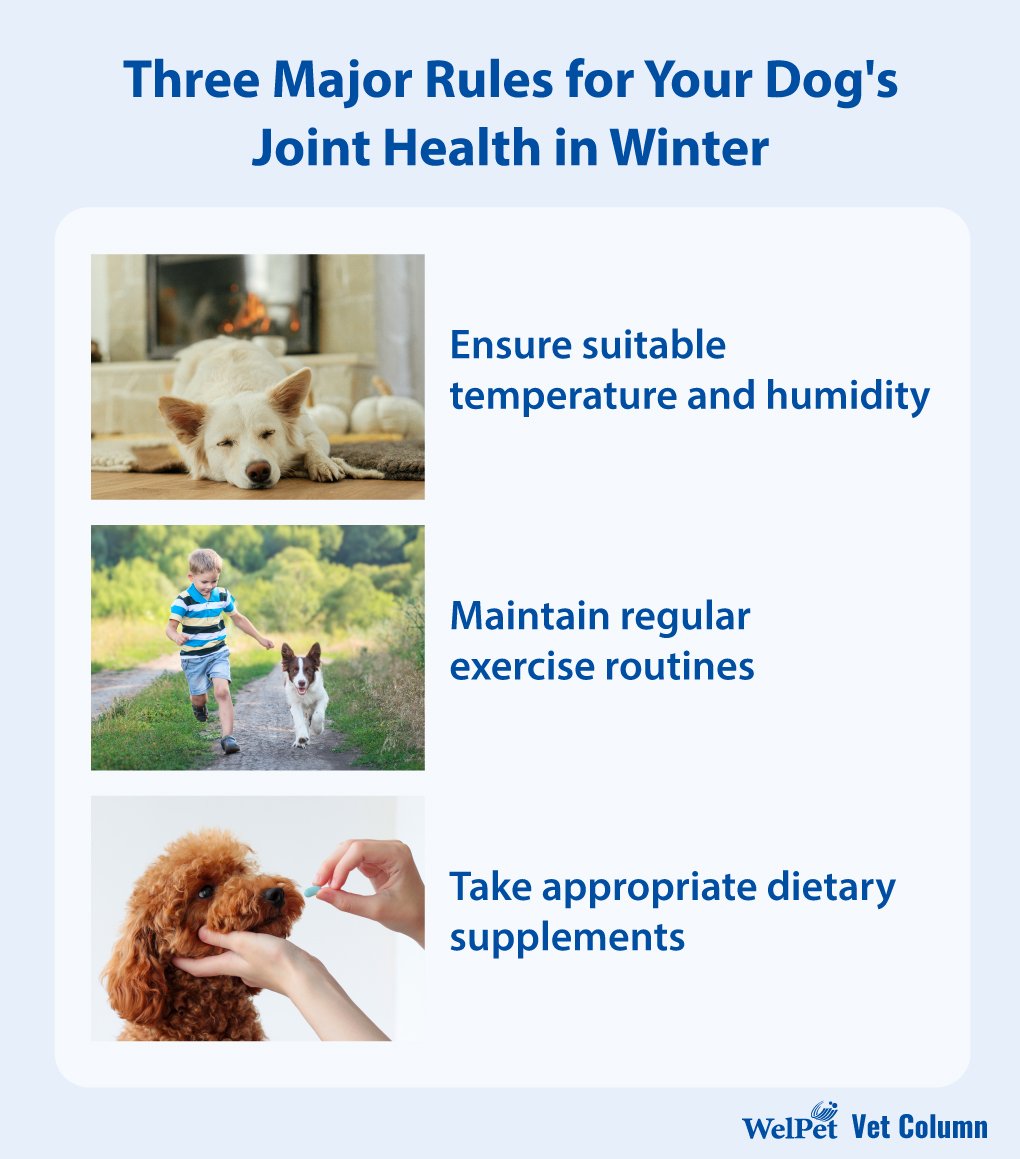 Three Major Rules for Your Dog's Joint Health in Winter