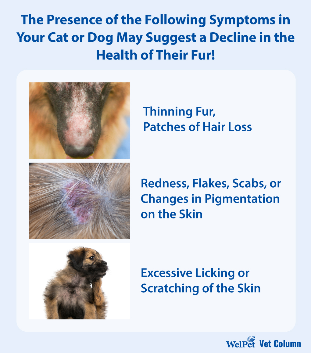 Evaluating Pet Skin and Coat Health