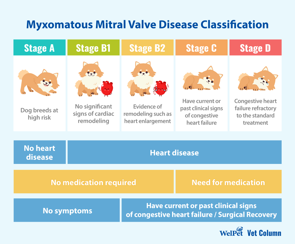 Myxomatous Mitral Valve Disease Classification