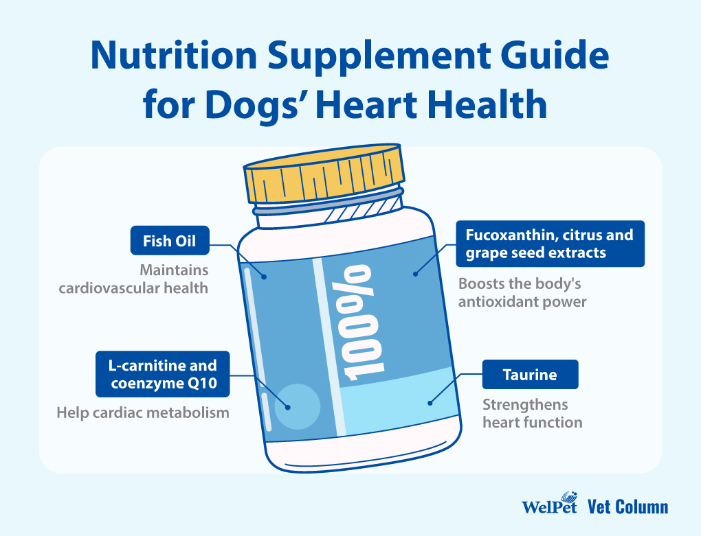 Nutrition Supplement Guide for Dogs’ Heart Health 