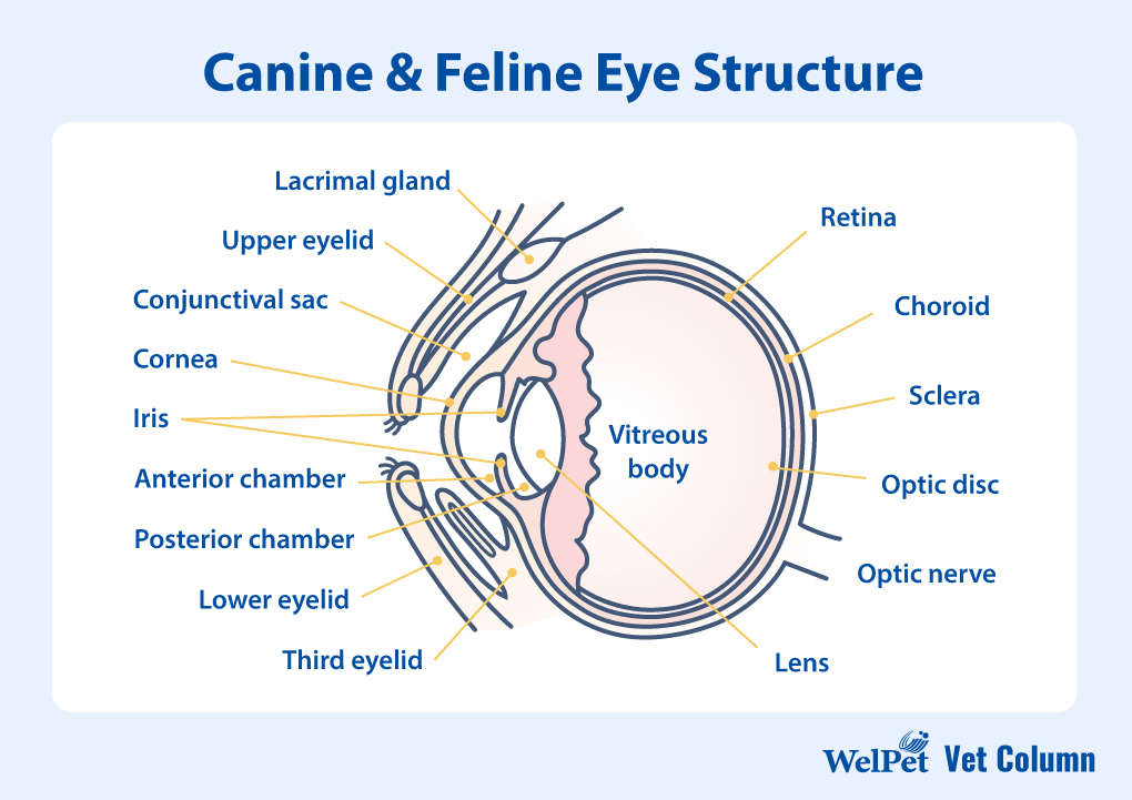 Canine&Feline Eye Structure