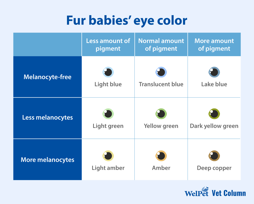 Fur babies’ eye color