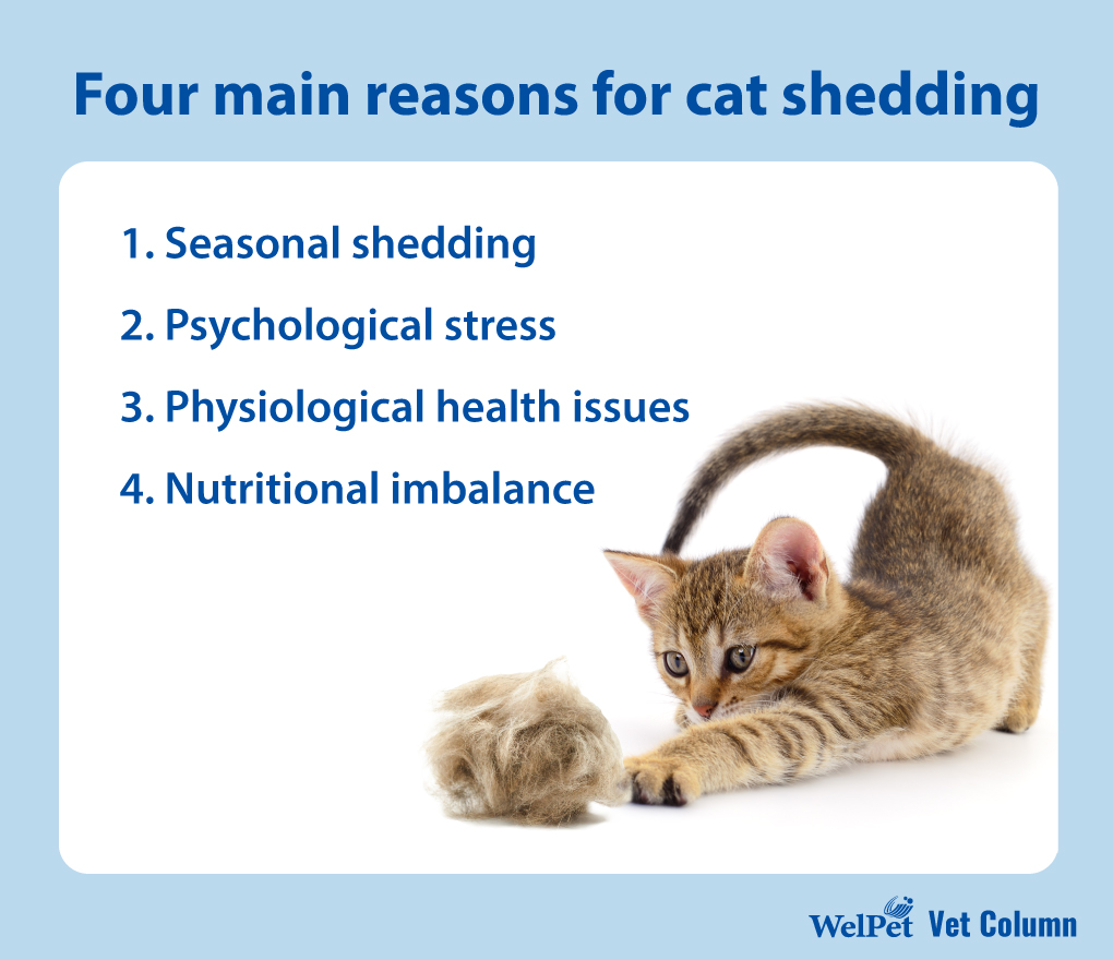 Four main reasons for cat shedding