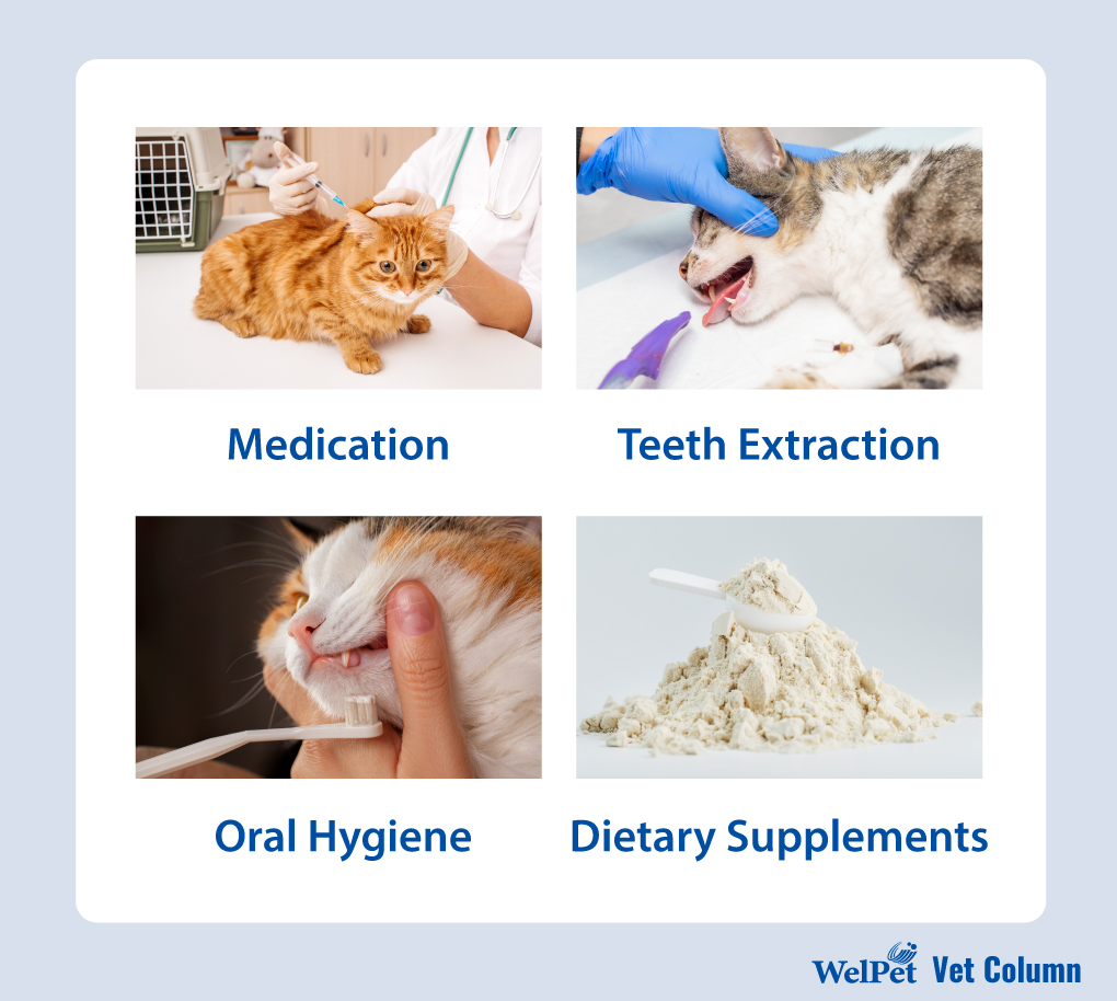 Is Your Cat Constantly Sticking Its Tongue Out and Drooling? Health ...