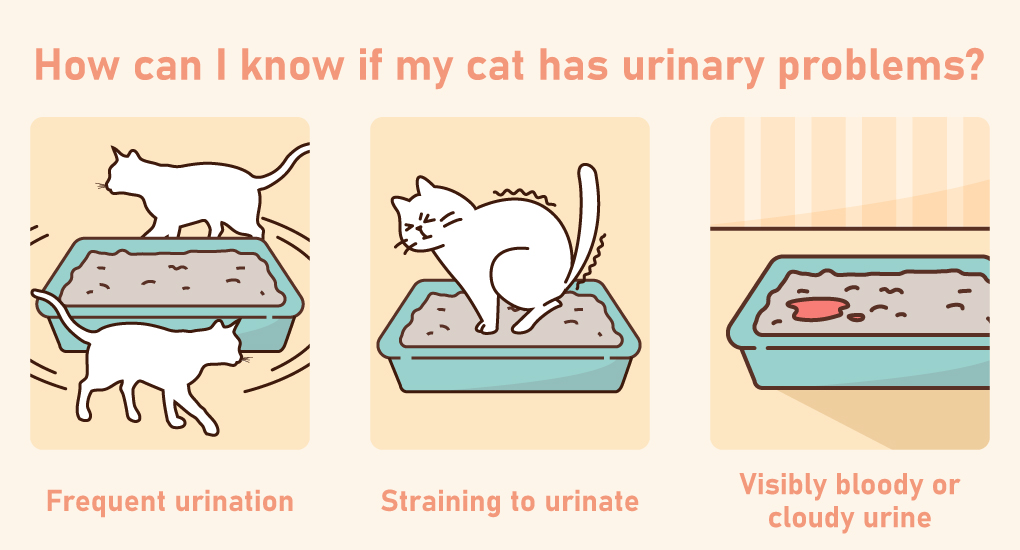 How can I know if my cat has urinary problems?