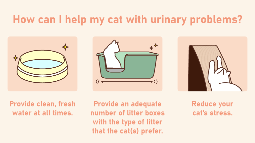 How can I help my cat with urinary problems?