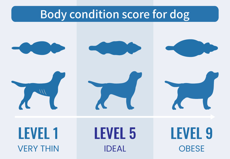 Body condition score for dog