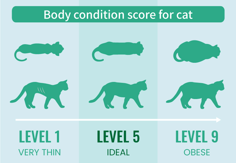 Body condition score for cat