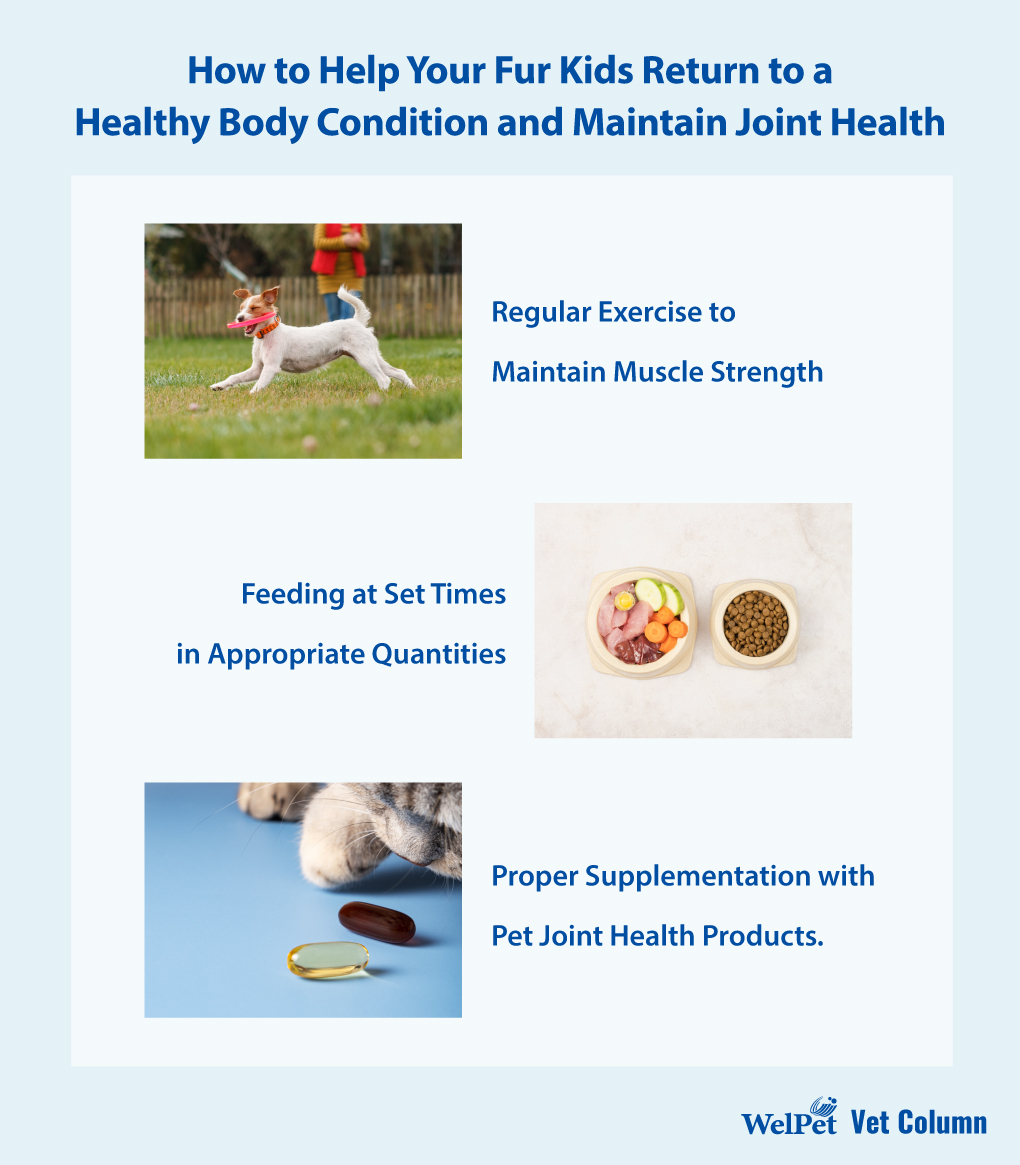 How to Address Weight Gain in Dogs and Cats? Effective Strategies for Combating Pet Obesity and Enhancing Joint Health