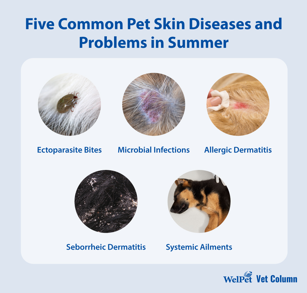 Summer Pet Skin Care: Battling Bacteria, Fungi, and Bugs - Addressing Pet Skin Problems and Diseases!