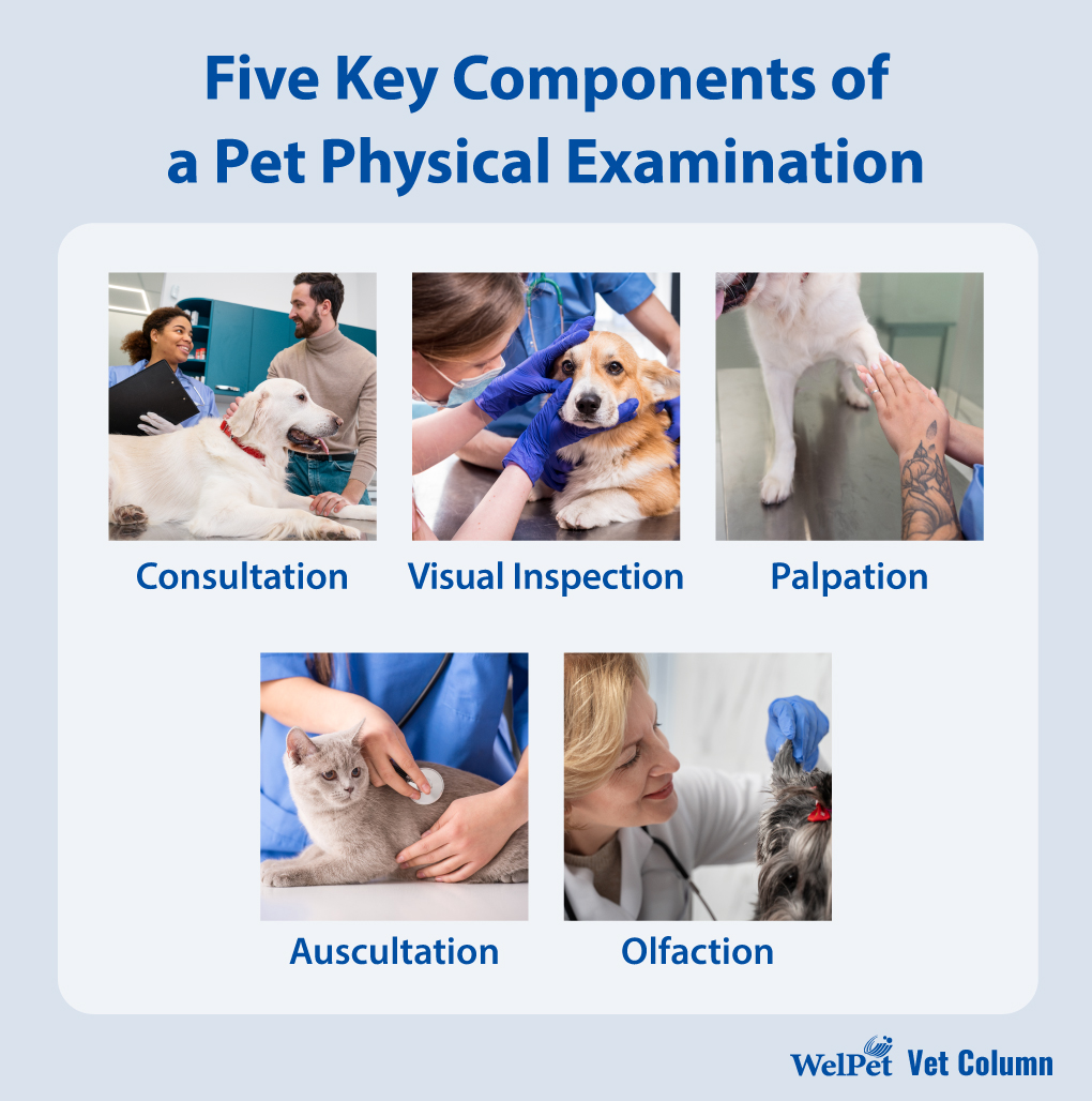 welpet- Five Key Components of a Pet Physical Examination