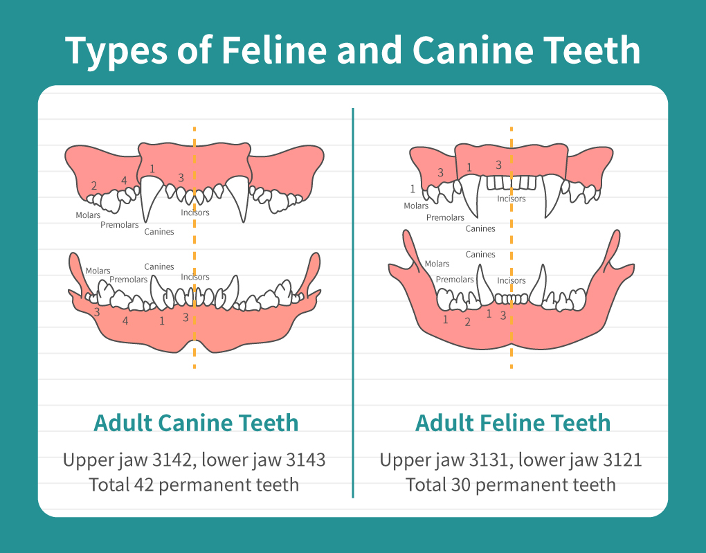 Types of Feline and Canine Teeth