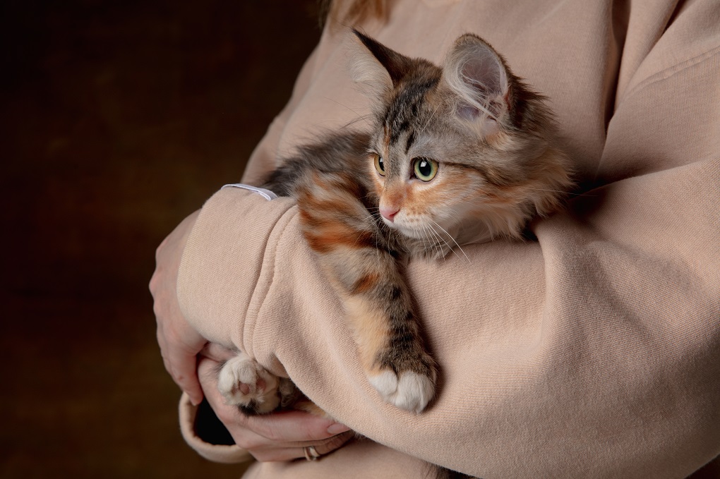 Causes of Separation Anxiety in Cats