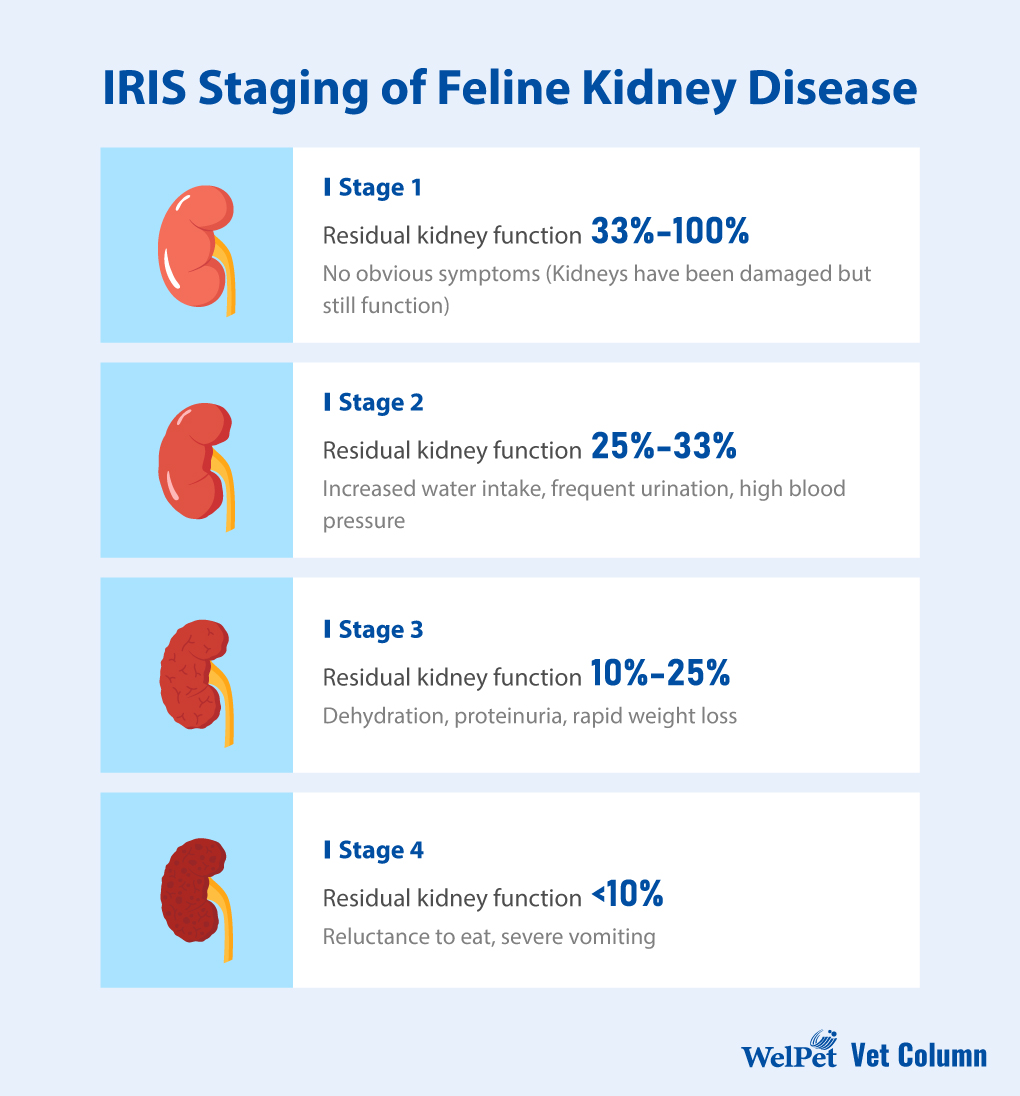 IRIS Staging of Feline Chronic Kidney Disease 