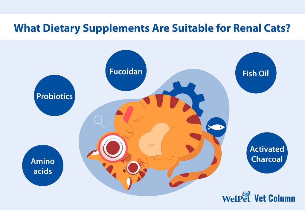 What dietary supplements are suitable for renal cats? 