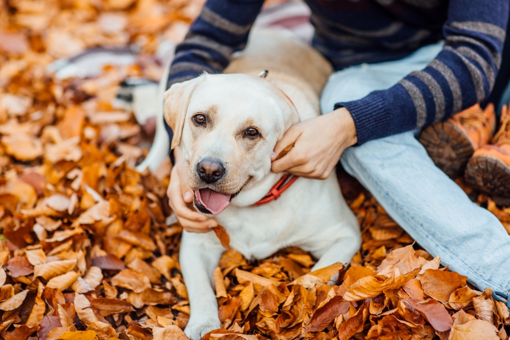 Seasonal Pet Care Insights: Boosting Cats and Dogs Immunity for Autumn and Winter Health