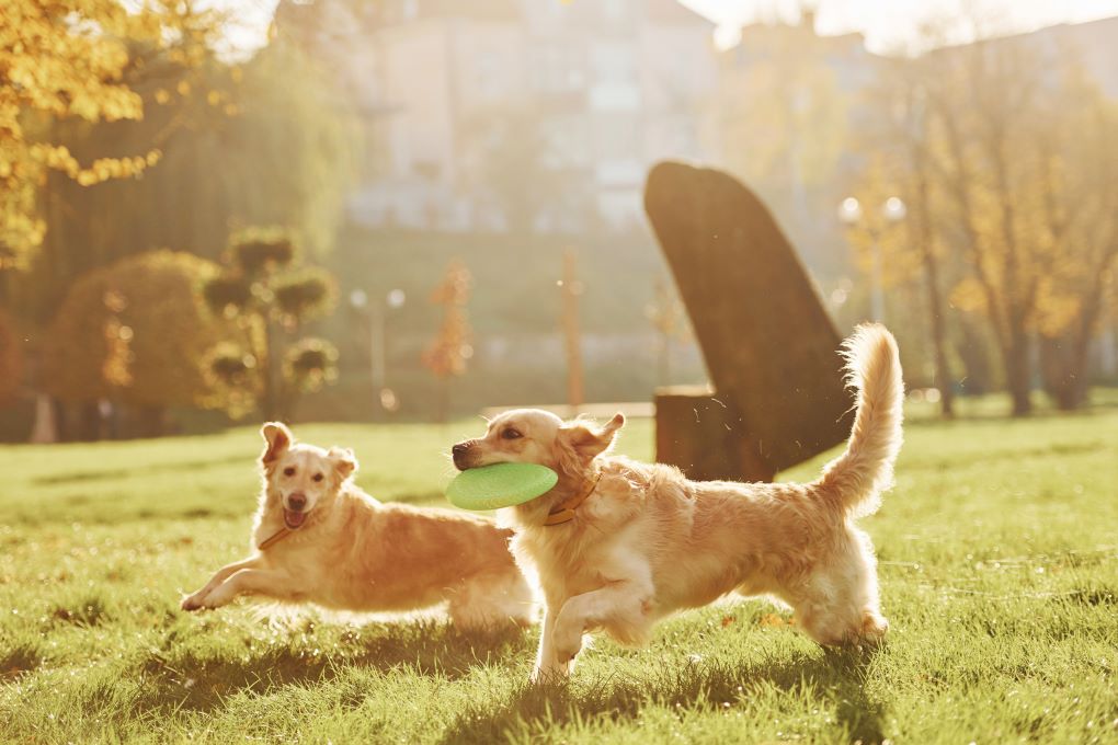 Summer Pet Skin Care: Battling Bacteria, Fungi, and Bugs - Addressing Pet Skin Problems and Diseases!