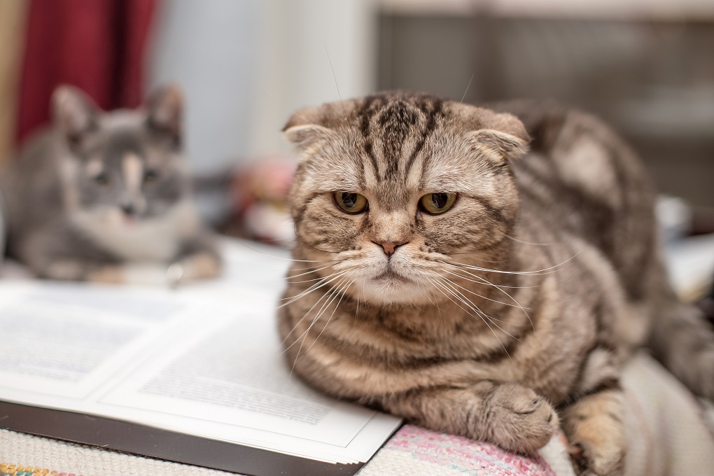 Anxious Behavior in Cats